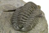 Diademaproetus Trilobite Fossil - Beautiful Preservation #275310-4